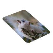 宇宙飛行士リス マグネット (右側)