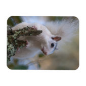 宇宙飛行士リス マグネット (横)