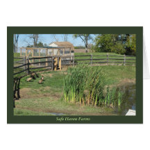 安全な避難所の農場のアヒルの池