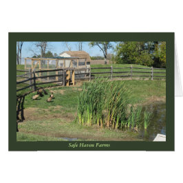 安全な避難所の農場のアヒルの池