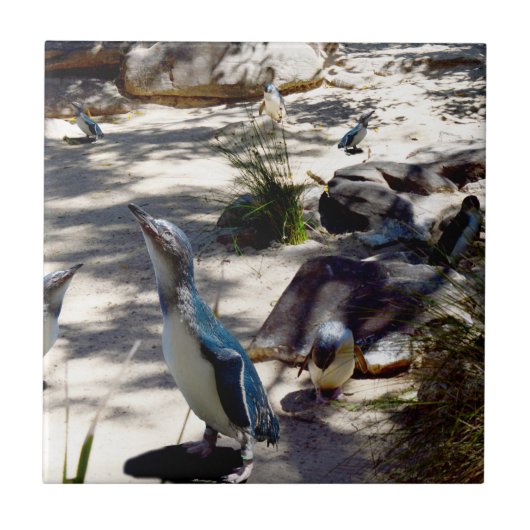 安全な避難所：妖精ペンギン天国 タイル (正面)