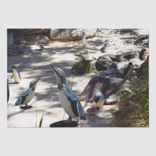 安全な避難所：妖精ペンギン天国 薄葉紙 (正面)