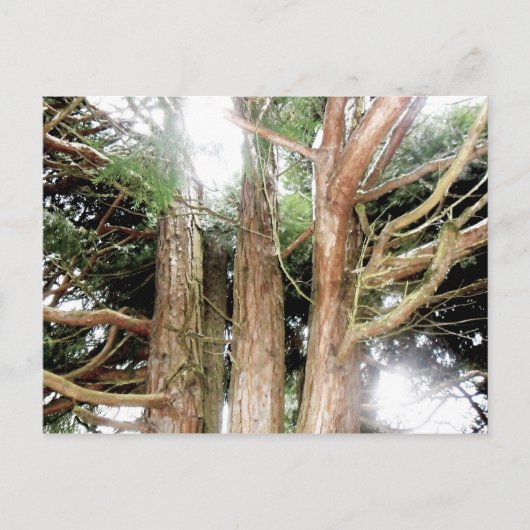 安全性が見つかる ポストカード (正面)