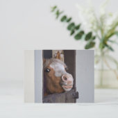 安定したポストカードに登場する馬 ポストカード (スタンド正面)