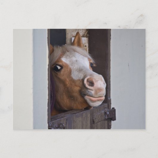 安定したポストカードに登場する馬 ポストカード (正面)