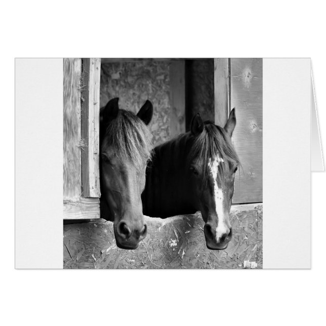 安定した仲間 (正面横)