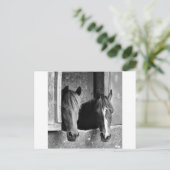 安定した仲間 ポストカード (スタンド正面)