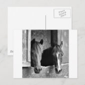 安定した仲間 ポストカード (正面/裏面)