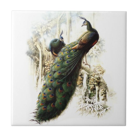 安静時のピーコック タイル (正面)