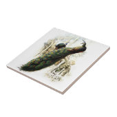 安静時のピーコック タイル (側面)