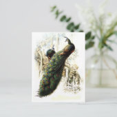 安静時のピーコック ポストカード (スタンド正面)
