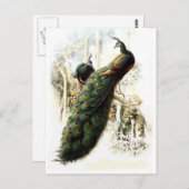 安静時のピーコック ポストカード (正面/裏面)