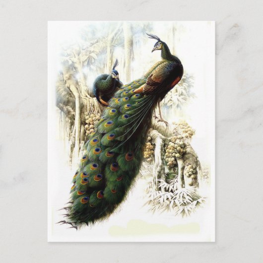 安静時のピーコック ポストカード (正面)