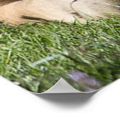 安静時の野生のポニー ポスター (角)