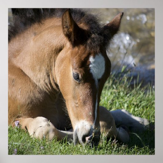 安静時の野生のポニー ポスター (正面)