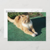 安静時の黄色い猫 ポストカード (正面/裏面)