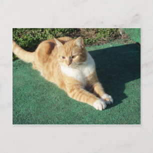 安静時の黄色い猫 ポストカード