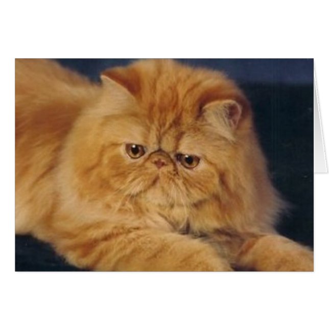 完全なショウガ猫 (正面横)