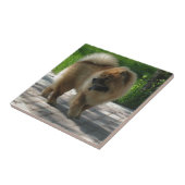 完全なチャウチャウ タイル (側面)