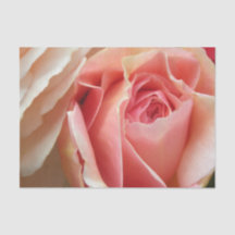 完全なパステルのバラ