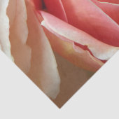 完全なパステルのバラ 薄葉紙 (詳細)