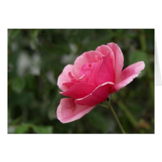 完全なピンクのバラ