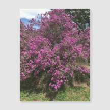 完全な反乱軍のセージ磁石