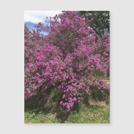 完全な反乱軍のセージ磁石 (正面)