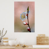 完全な日本のアプリコット花 ポスター (キッチン)