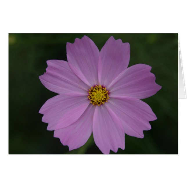 完全な花 (正面横)