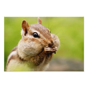 完全な頬が付いている愛らしいシマリス フォトプリント