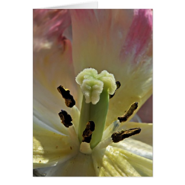 完全に花粉について (正面)