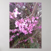 完全開花 ポスター (正面)