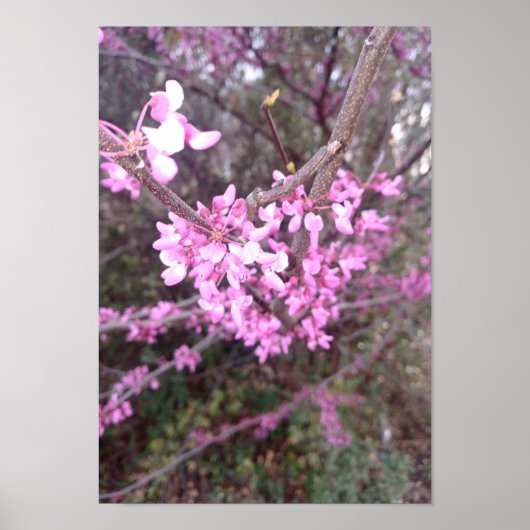 完全開花 ポスター (正面)