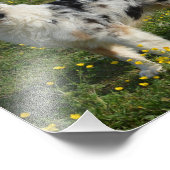 完全2オーストラリアの羊飼い フォトプリント            (角)