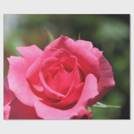 完璧で愛らしい夏の熱いピンクのバラの花の写真 ラッピングペーパー