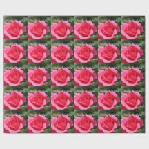 完璧で愛らしい夏の熱いピンクのバラの花の写真