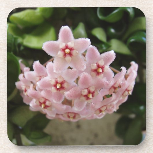 完璧なアフリカバイオレット開花コースターセット コースター (正面)