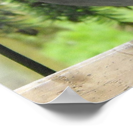 完璧なハト ポスター (角)