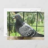 完璧なハト ポストカード (正面/裏面)