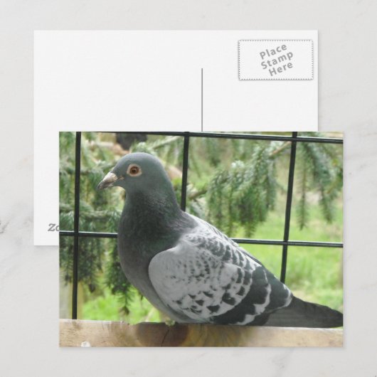 完璧なハト ポストカード (正面/裏面)