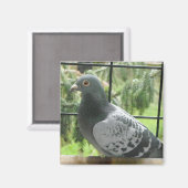 完璧なハト マグネット (正面/裏面)