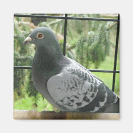 完璧なハト マグネット