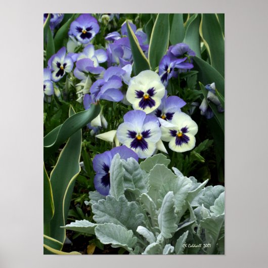 完璧なパンジー ポスター (正面)