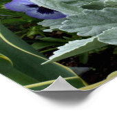 完璧なパンジー ポスター (角)