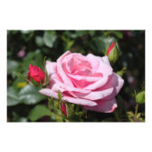 完璧なピンクのバラの花とバドの写真アート作品。 フォトプリント            (正面)