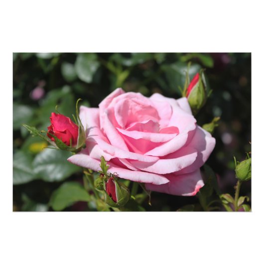 完璧なピンクのバラの花とバドの写真アート作品。 フォトプリント            (正面)