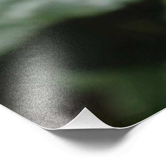 完璧なピンクのバラの花とバドの写真アート作品。 フォトプリント            (角)