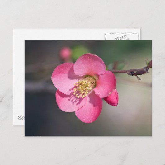 完璧なピンクの花のクインス ポストカード (正面/裏面)