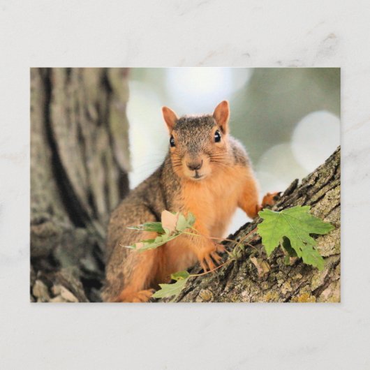 完璧なポーズ ポストカード (正面)